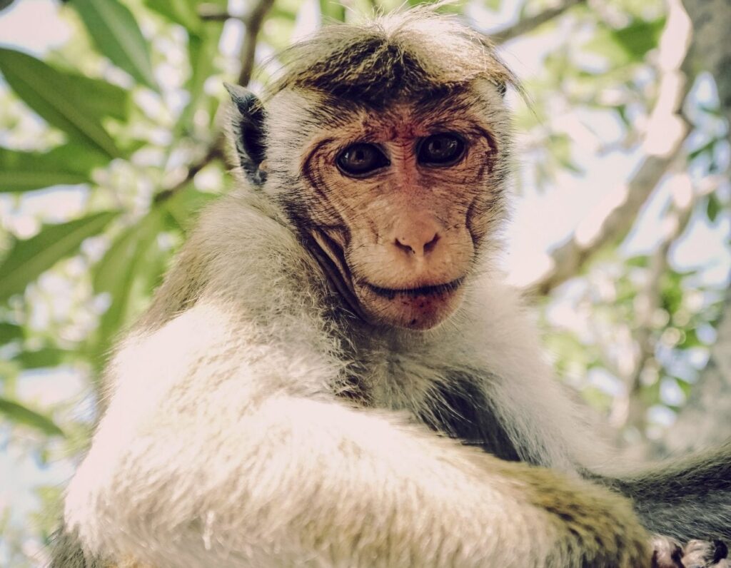 viatge a Sri Lanka