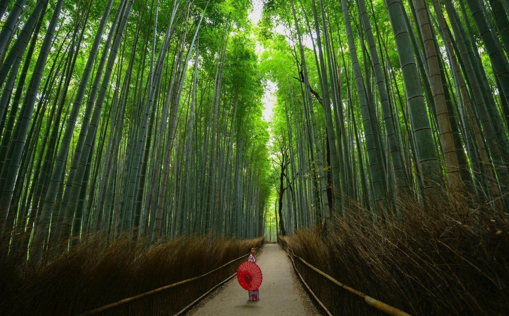 Viatge organitzat a Japó