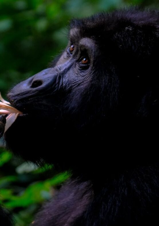 Goril·les a Uganda