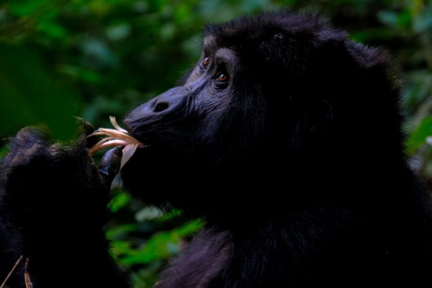 Goril·les a Uganda
