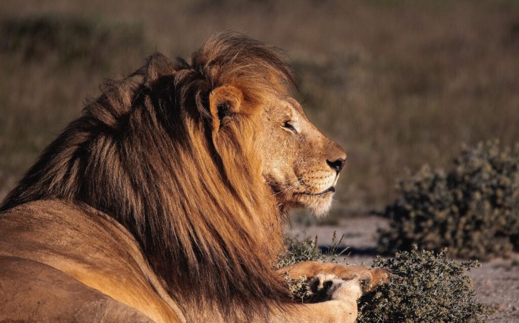 Safari per Namíbia, viatges