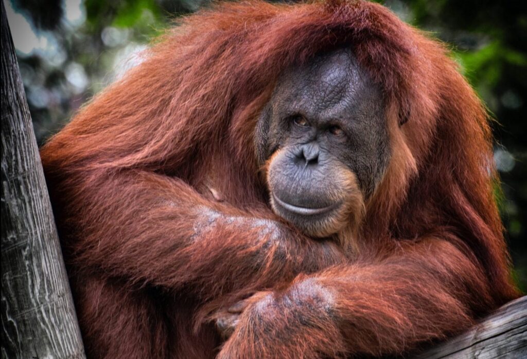 viaje diferente borneo