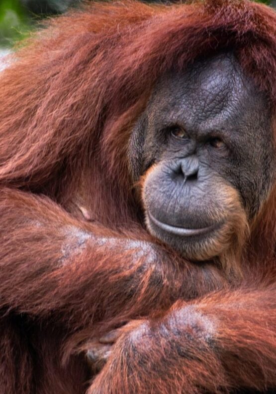 viaje diferente borneo