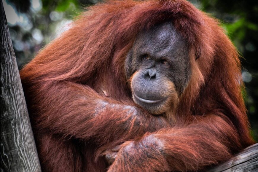 viaje diferente borneo