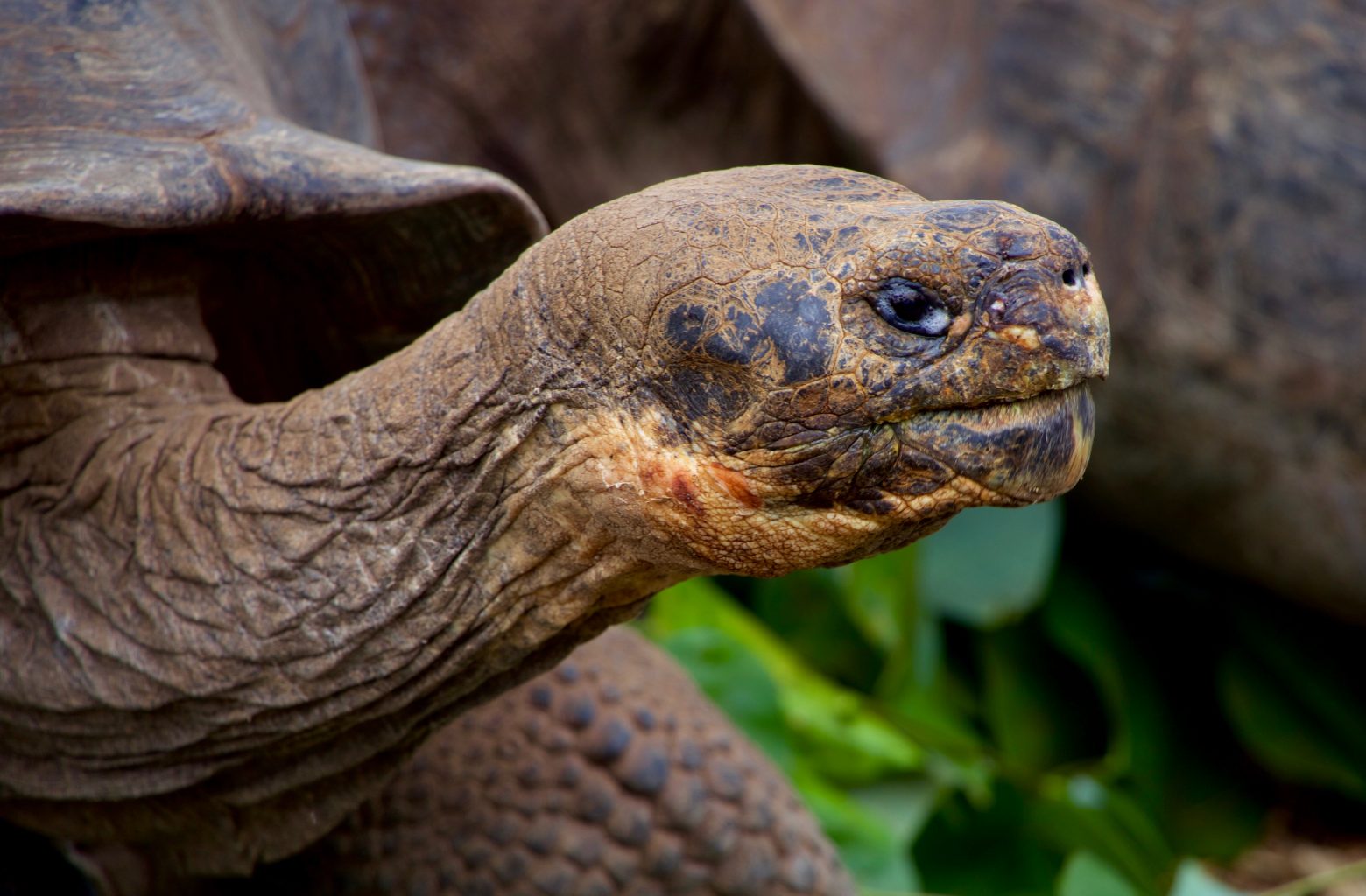 snorkel en las galápagos