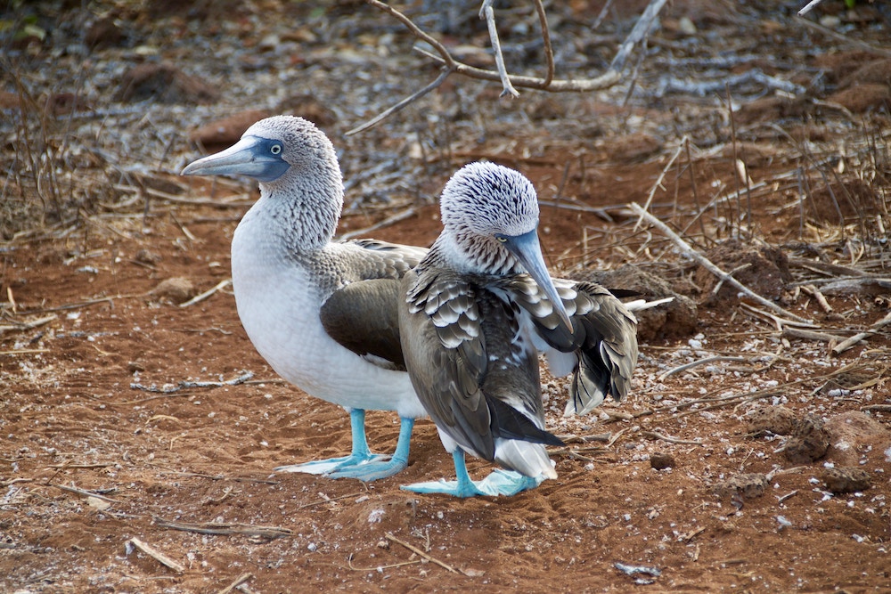 pájaros de las Galápagos, ocells de les Galàpagos