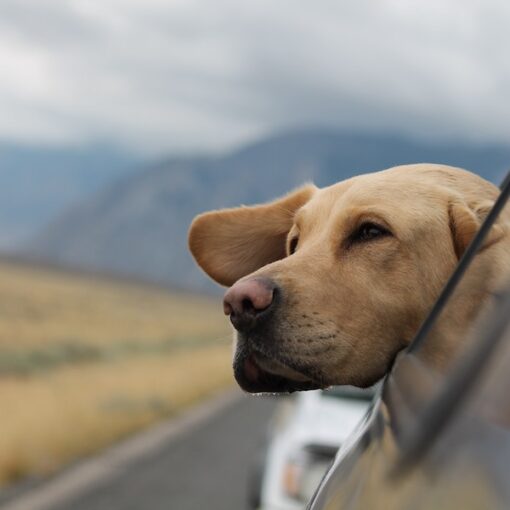 viajar con mascotas, viatjar amb mascotes