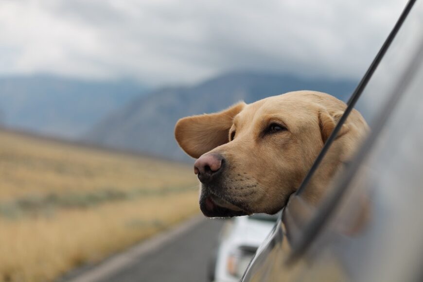 viajar con mascotas, viatjar amb mascotes