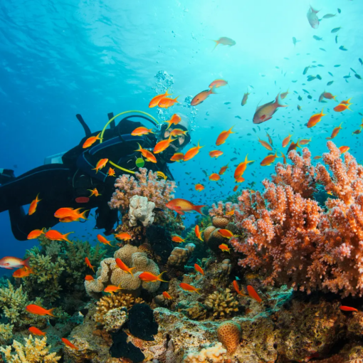 viatge a indonèsia, viaje a Indonesia