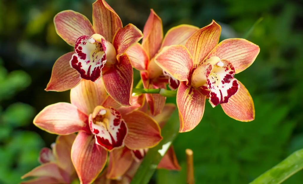 viatges tropicals, viajes tropicales