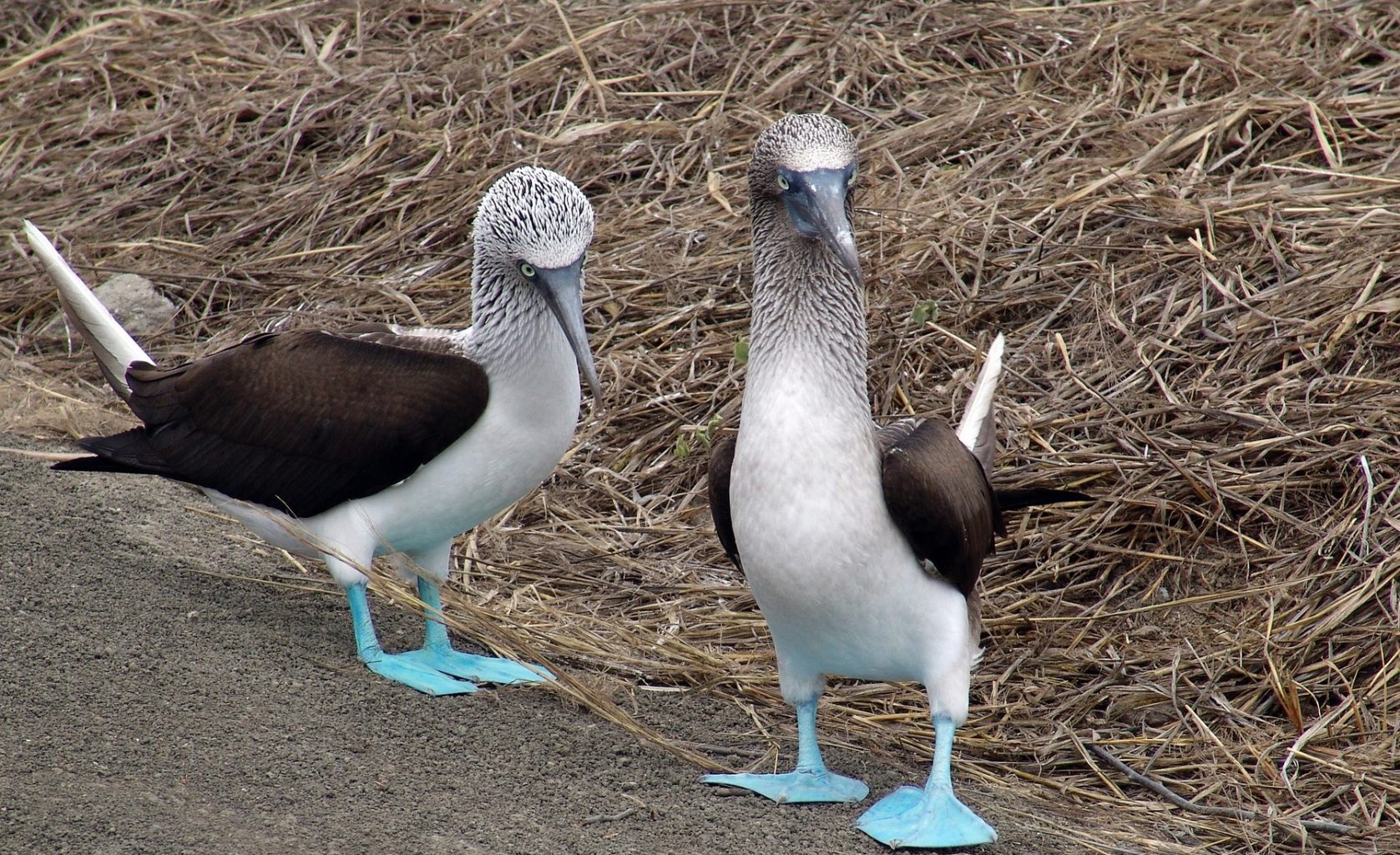 Par de Boobies de Pé Azul. Aves endêmicas da América Latina