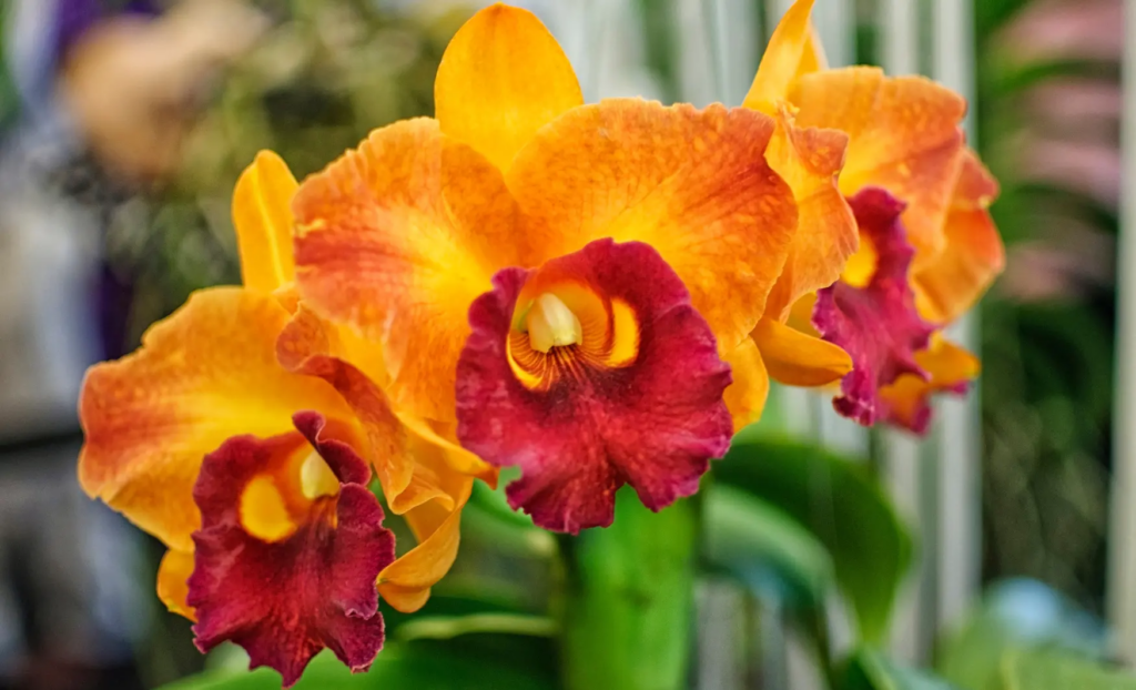 viatge al a natura, viaje a la naturaleza