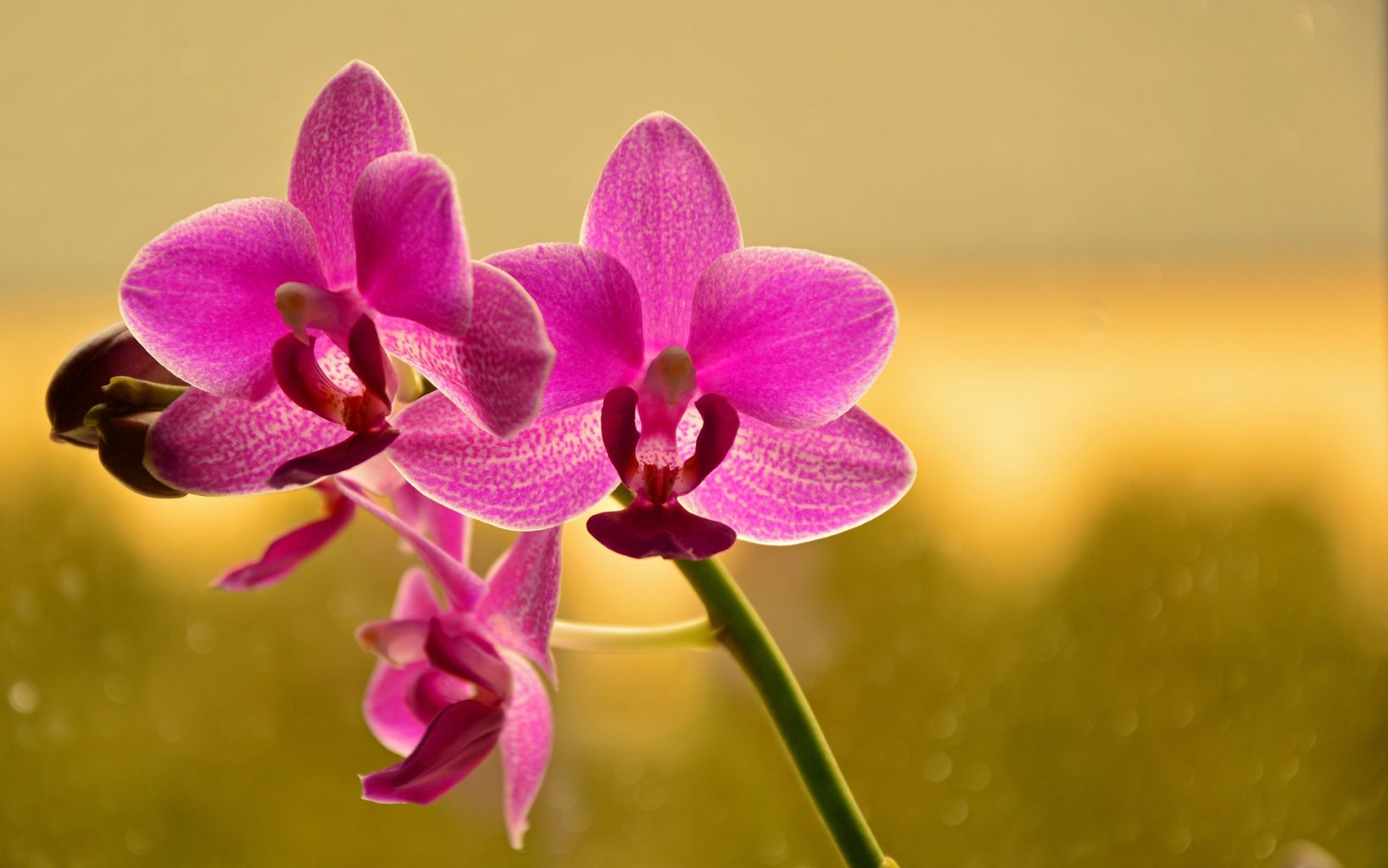 Dónde se encuentran las orquídeas más bonitas? 