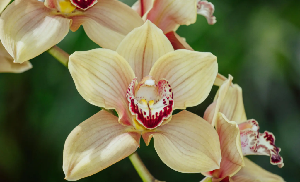 orquídeas más bonitas, orquídees més boniques