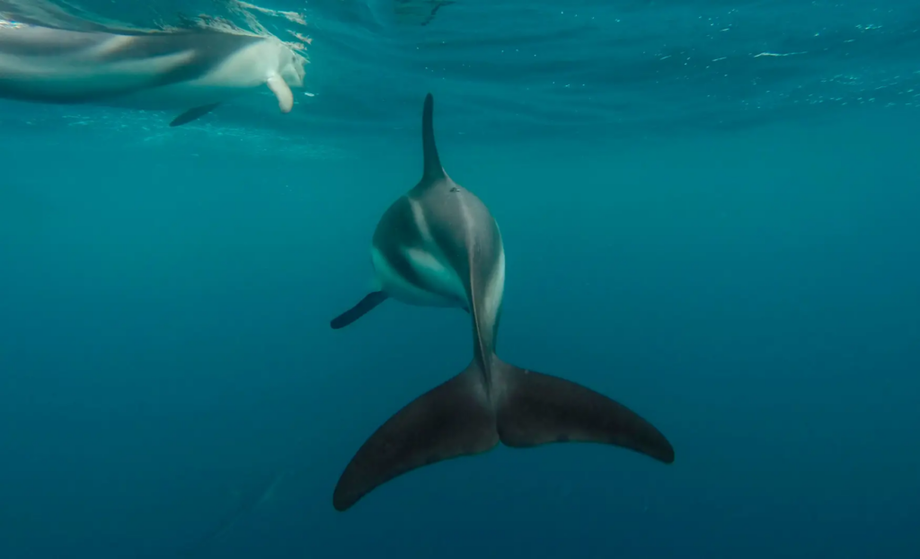 viatge amb nens a nova zelanda, nova zelanda en autocaravana