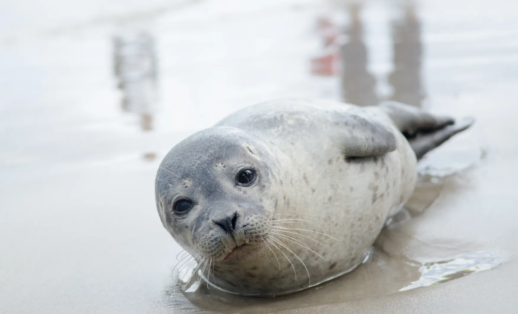visita illa de mando, visita foques