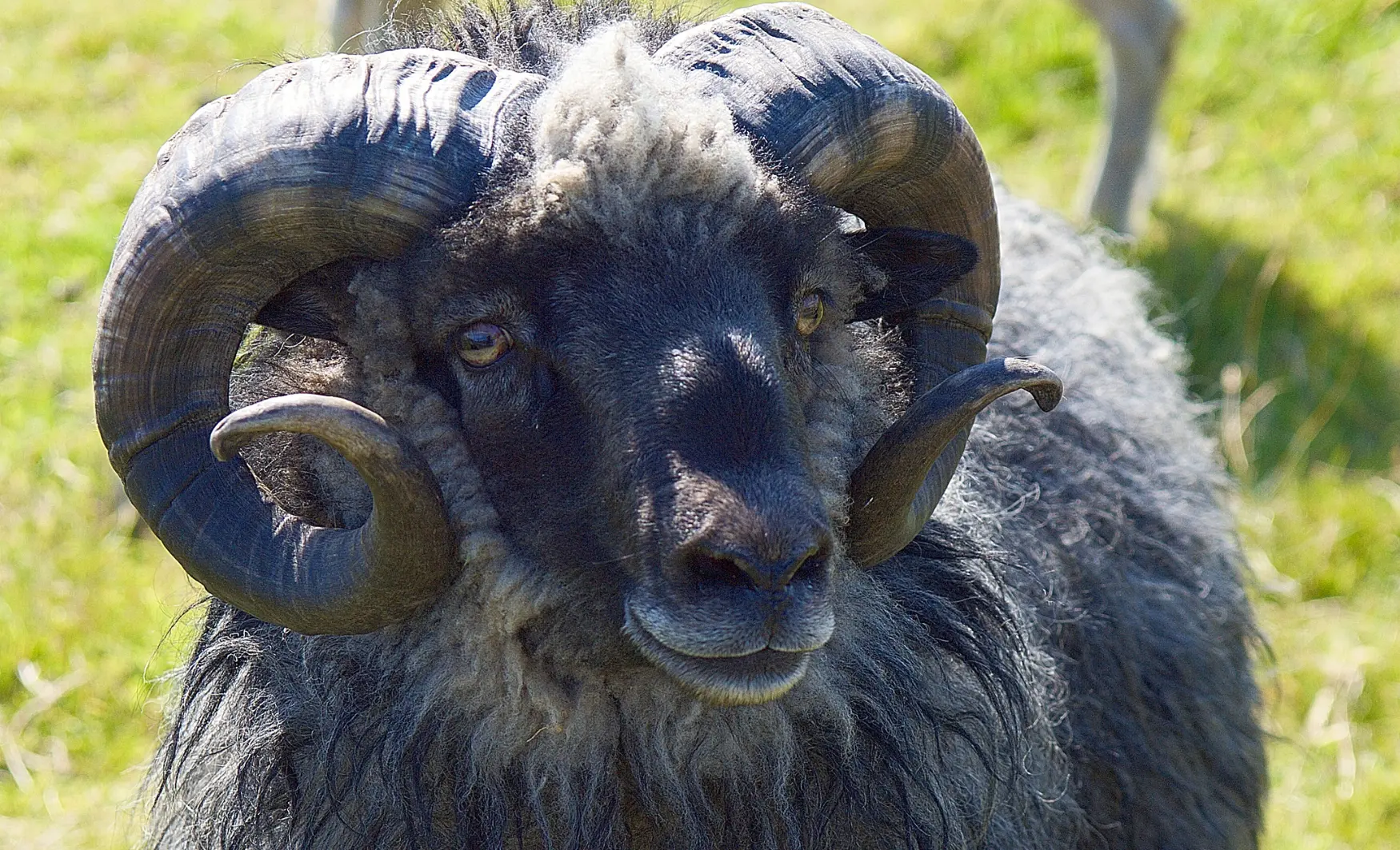 viatge en familia a les Fèroe