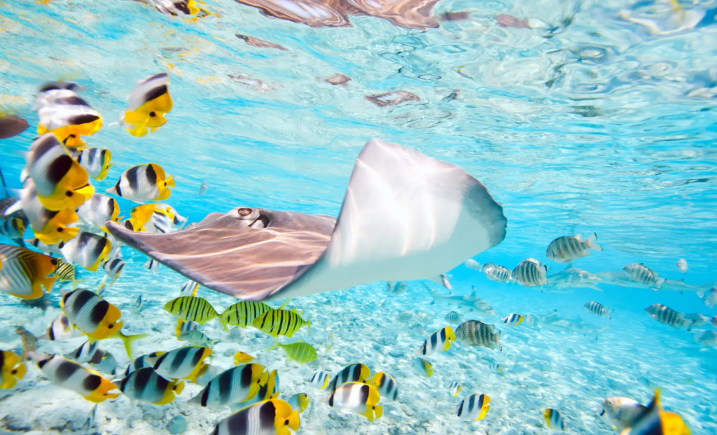 snorkel en la Polinesia