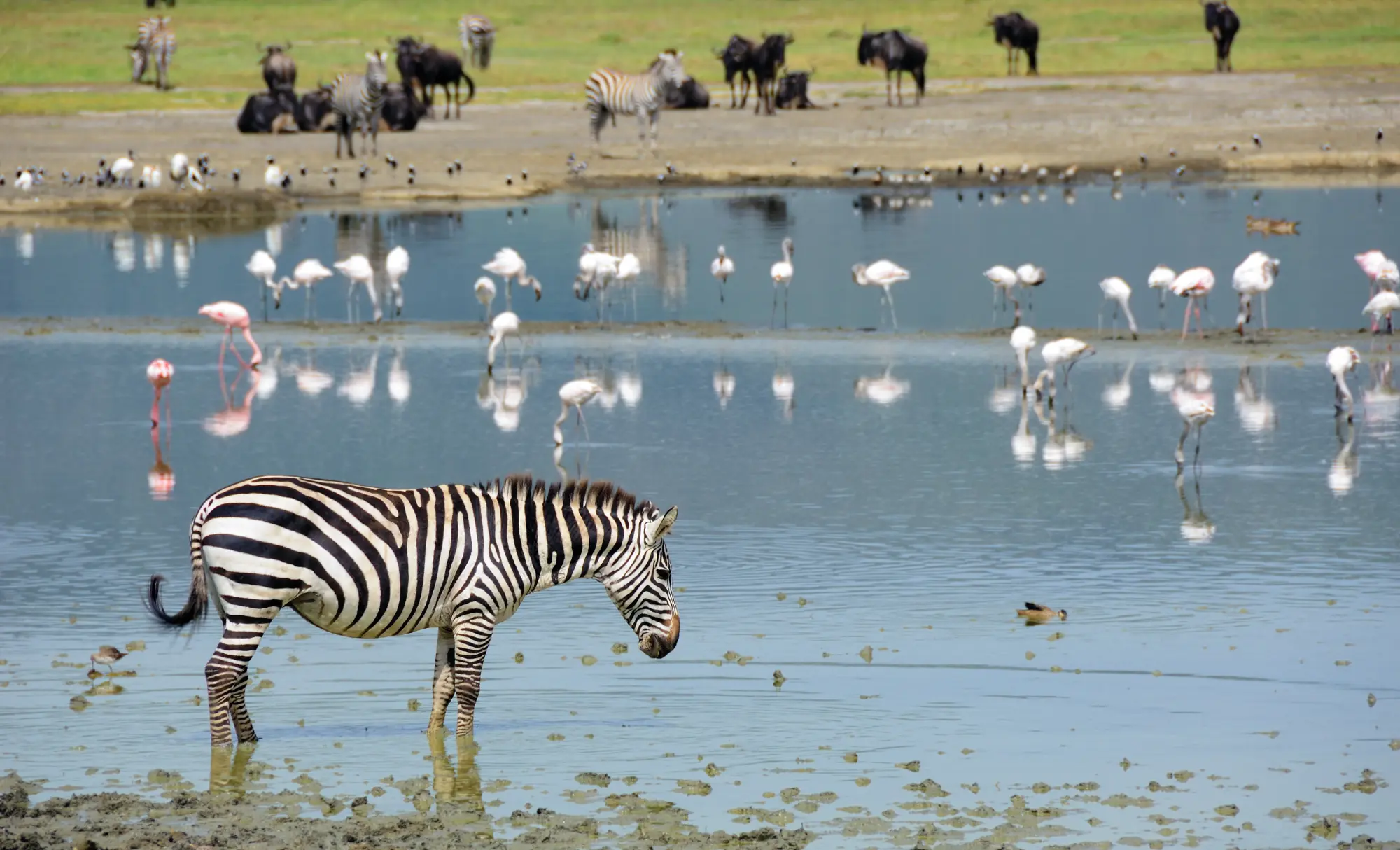 safari en el Ngorongoro