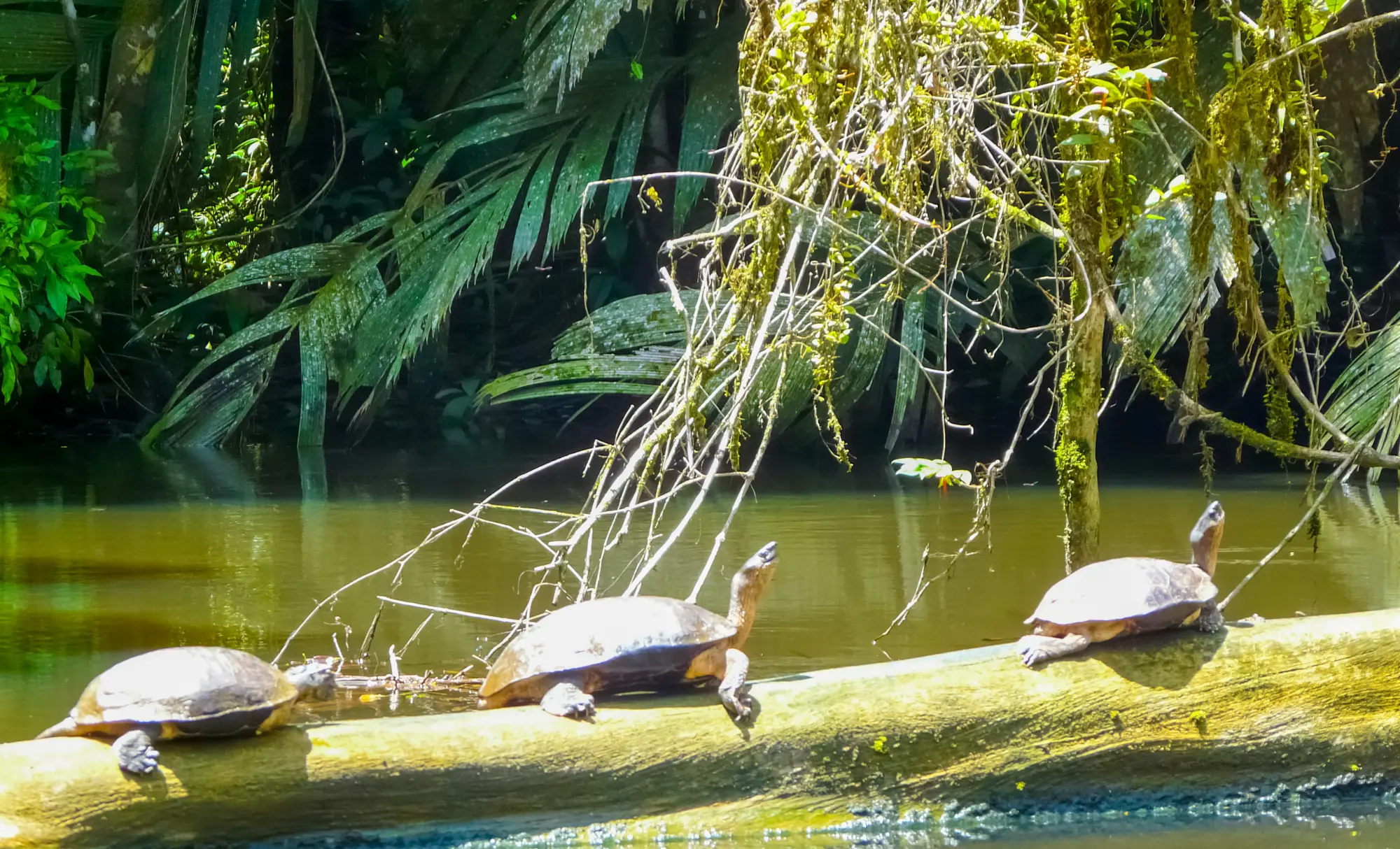 viatge d'aventura a Costa Rica