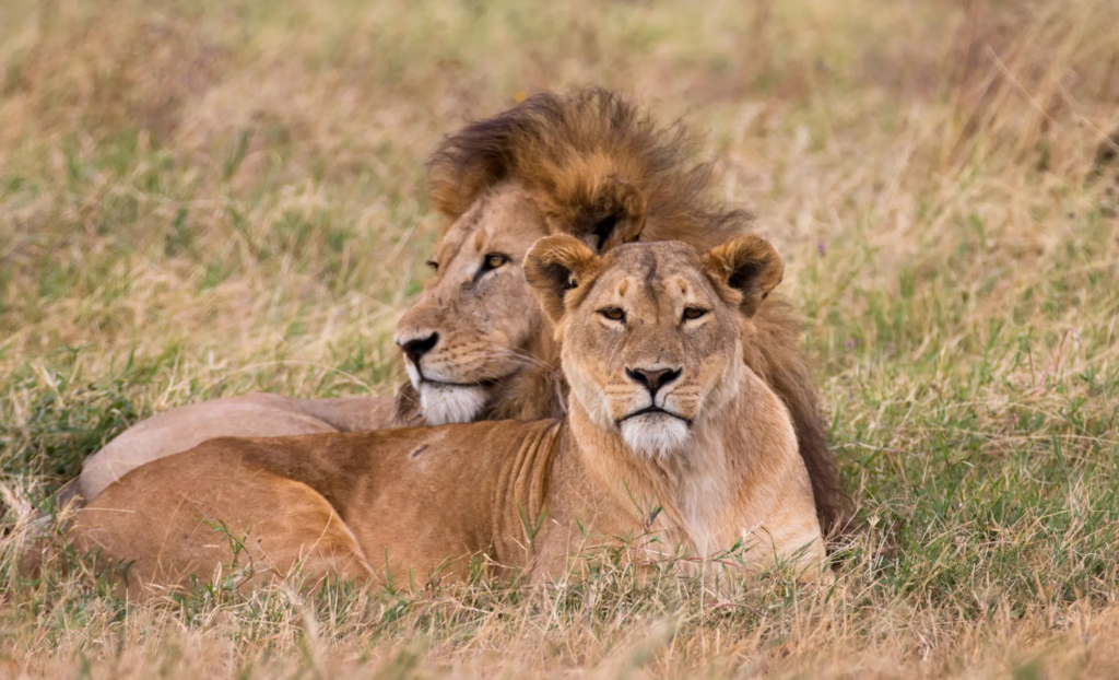safari de Tanzània