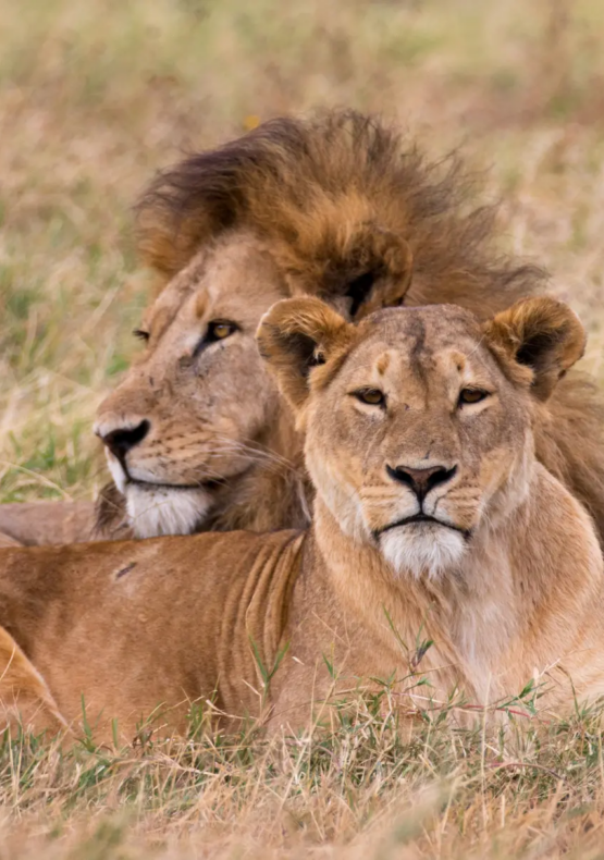 safari de Tanzània