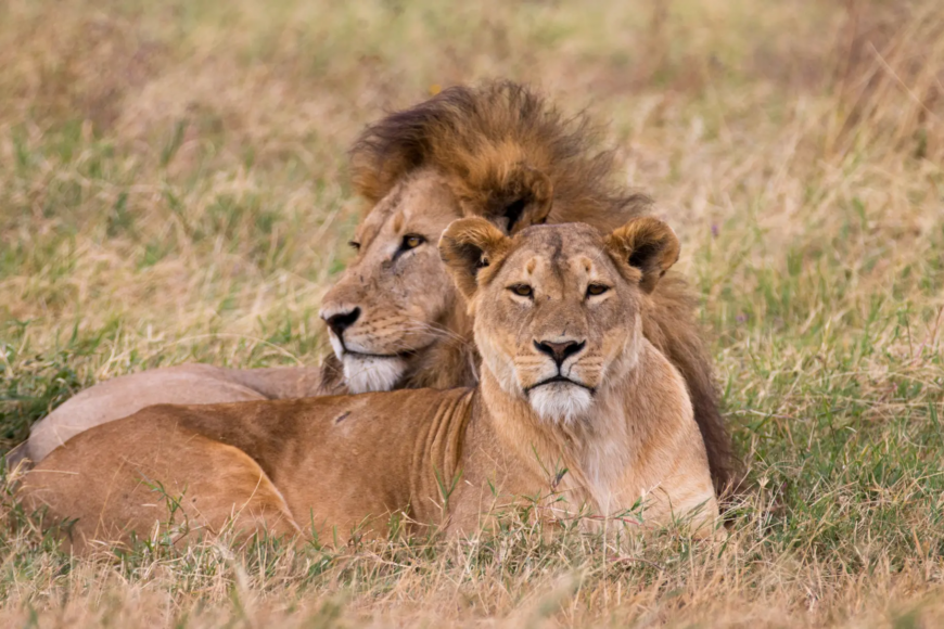 safari de Tanzània