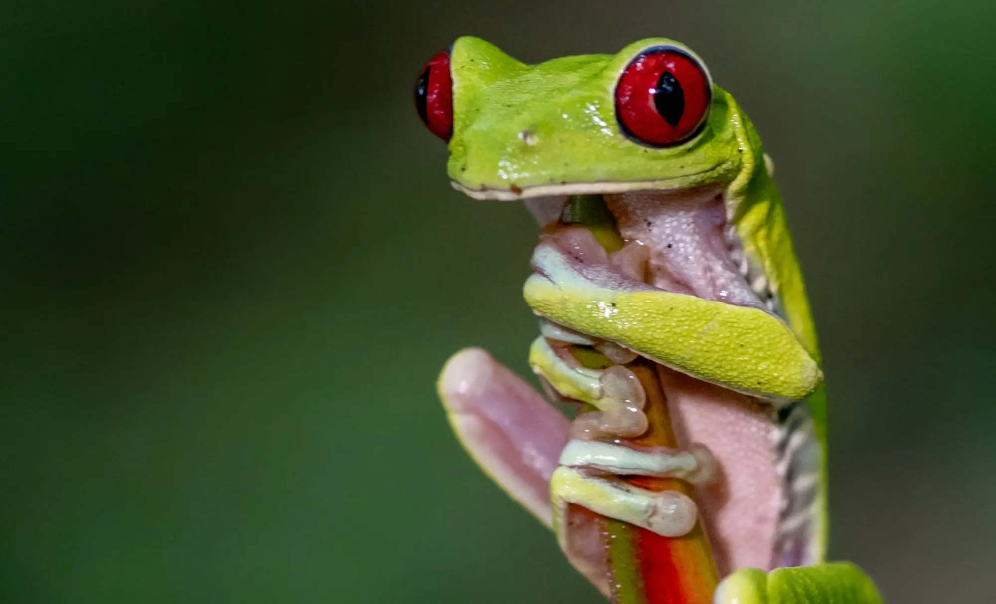 viatge en família a Costa Rica