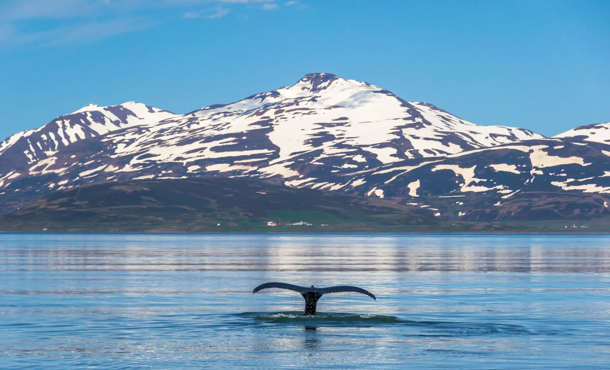 albirament de balenes a Islàndia