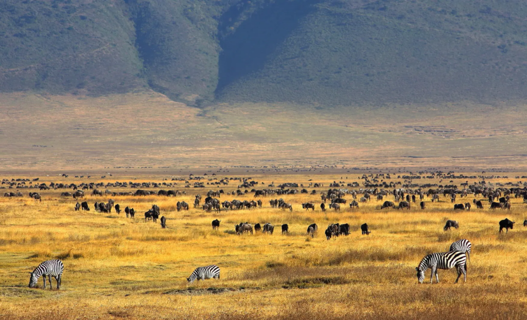 Safari al Ngorongoro