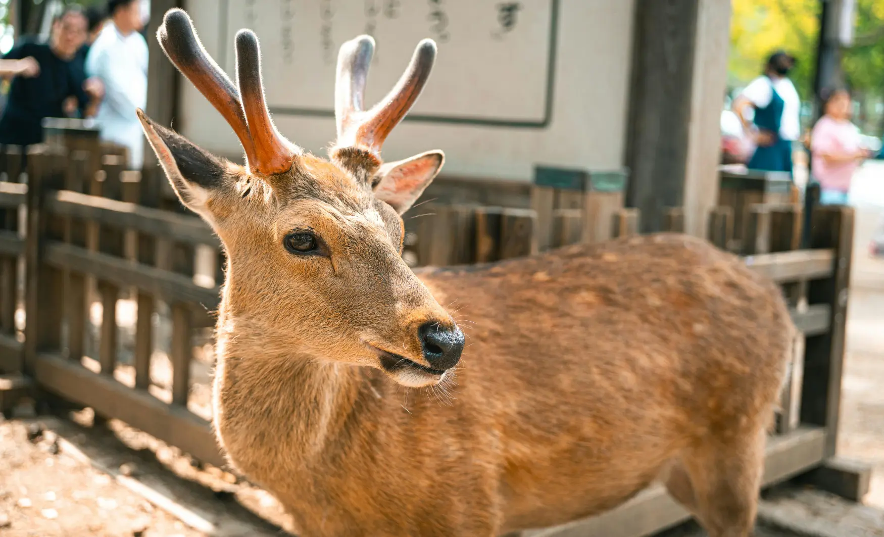 Viatge a mida a Japó, viaje a medida a Japón