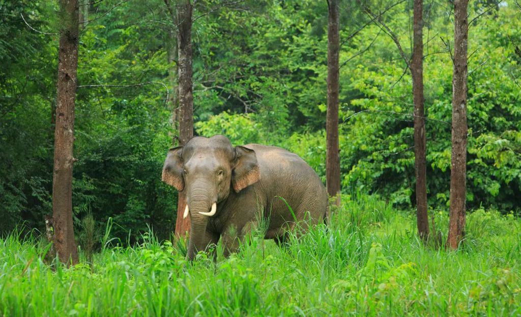 veure elefants a Tailàndia