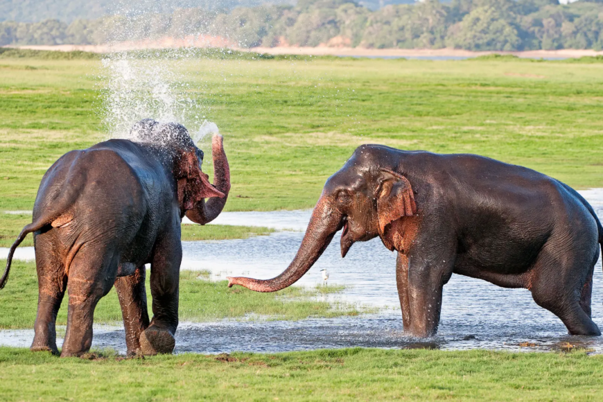 Viatge diferent a Sri Lanka