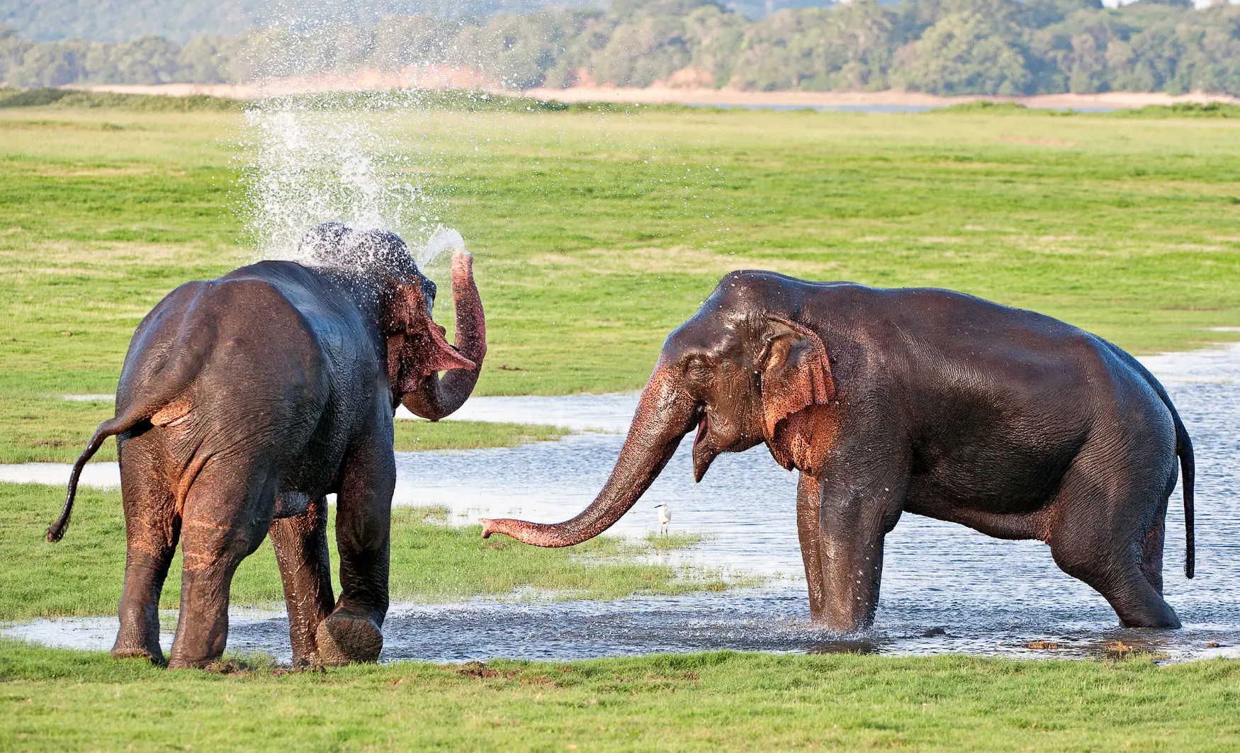 Viatge diferent a Sri Lanka