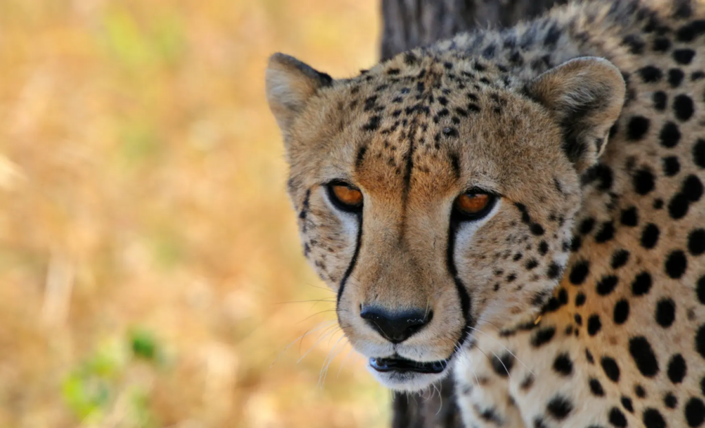 Veure animals grans a l'Àfrica