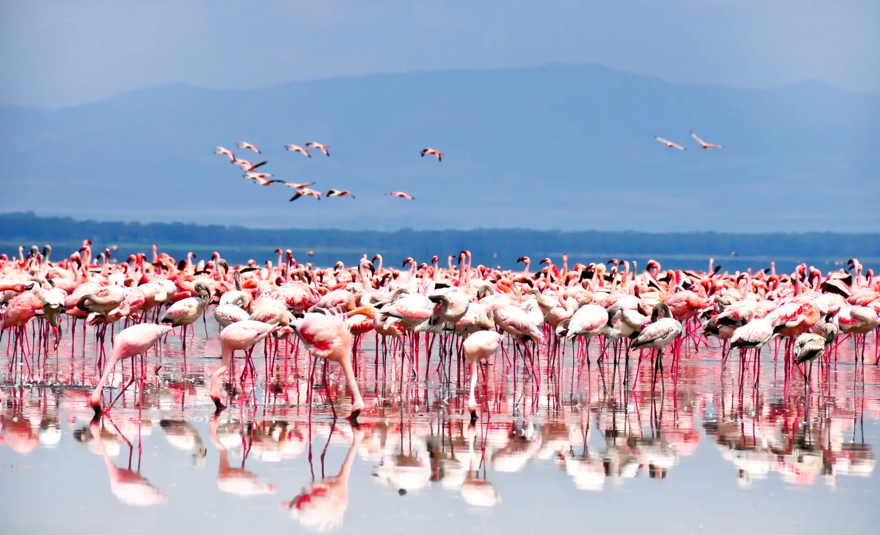 Visitar el llac Victòria, visitar el lago victoria