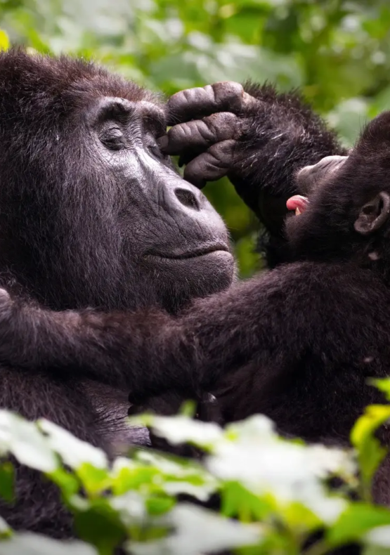 Veure goril·les a Uganda