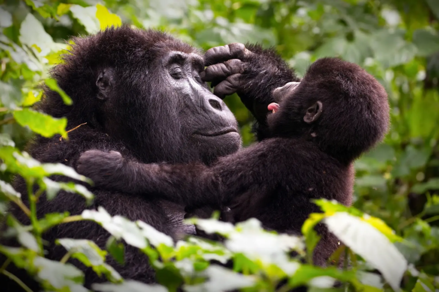 Veure goril·les a Uganda
