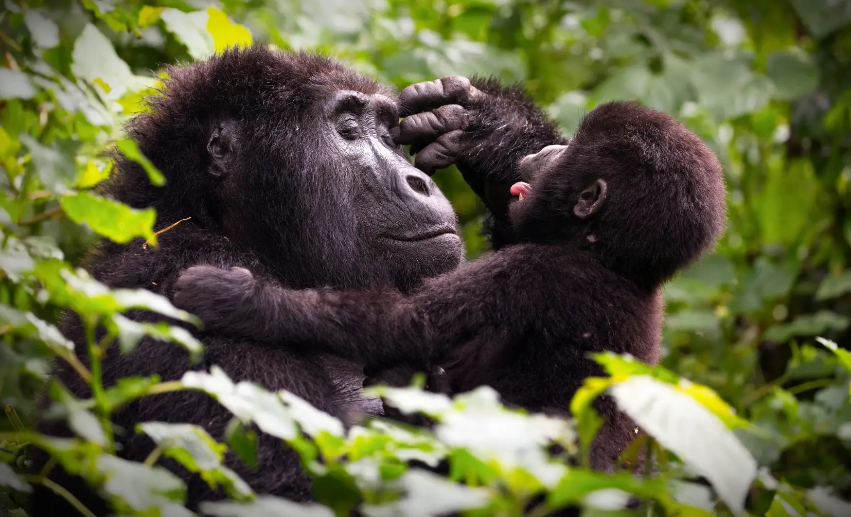Veure goril·les a Uganda