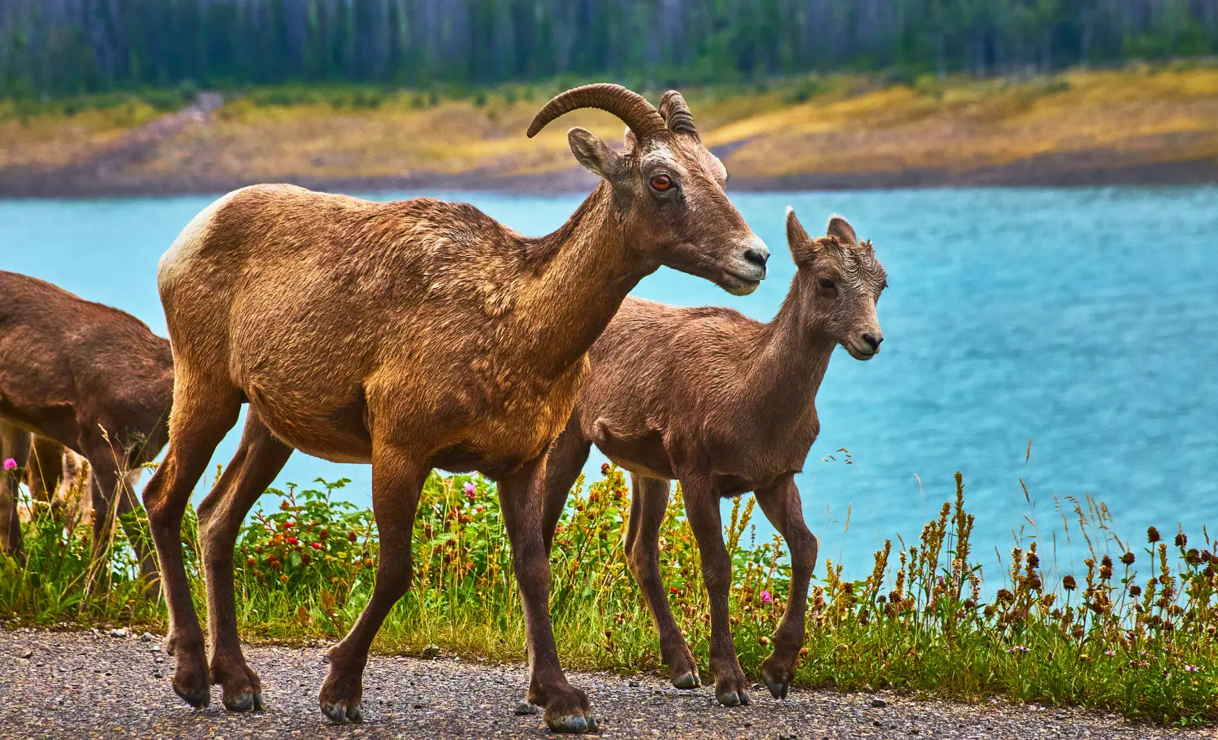 Ruta en coche por Canadá