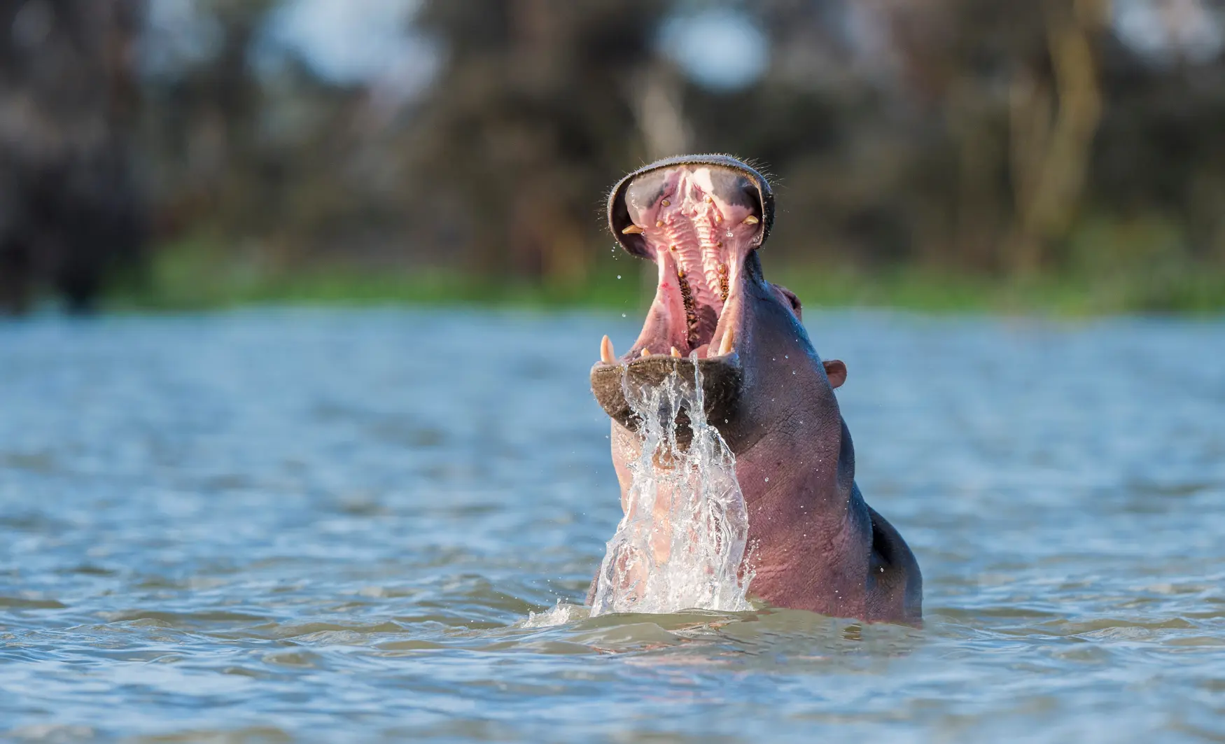 Viaje de boda a Kenia