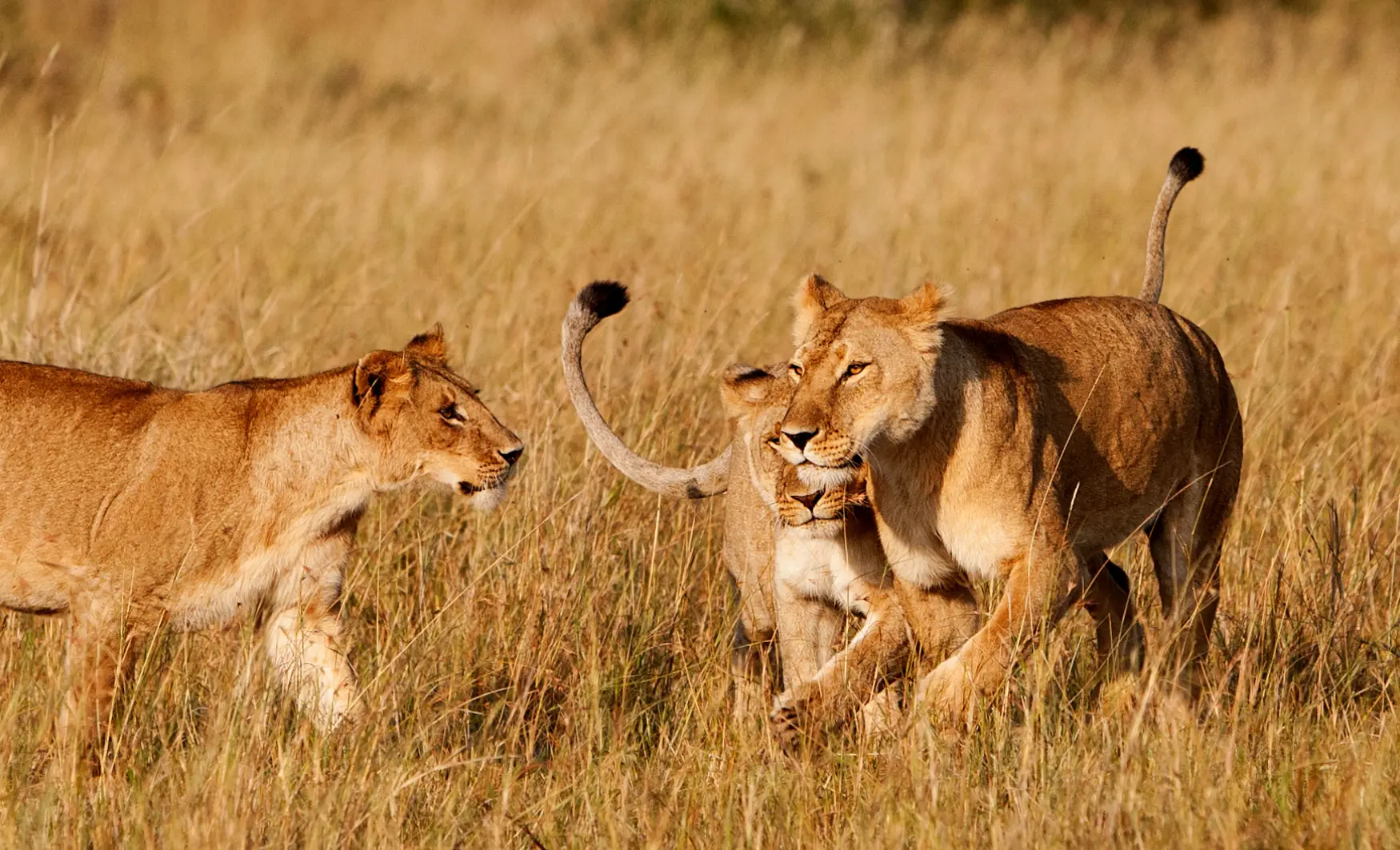 Viatge al Masai Mara