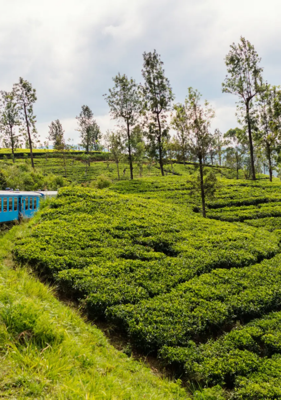 Viatge diferent a Sri Lanka I Maldives