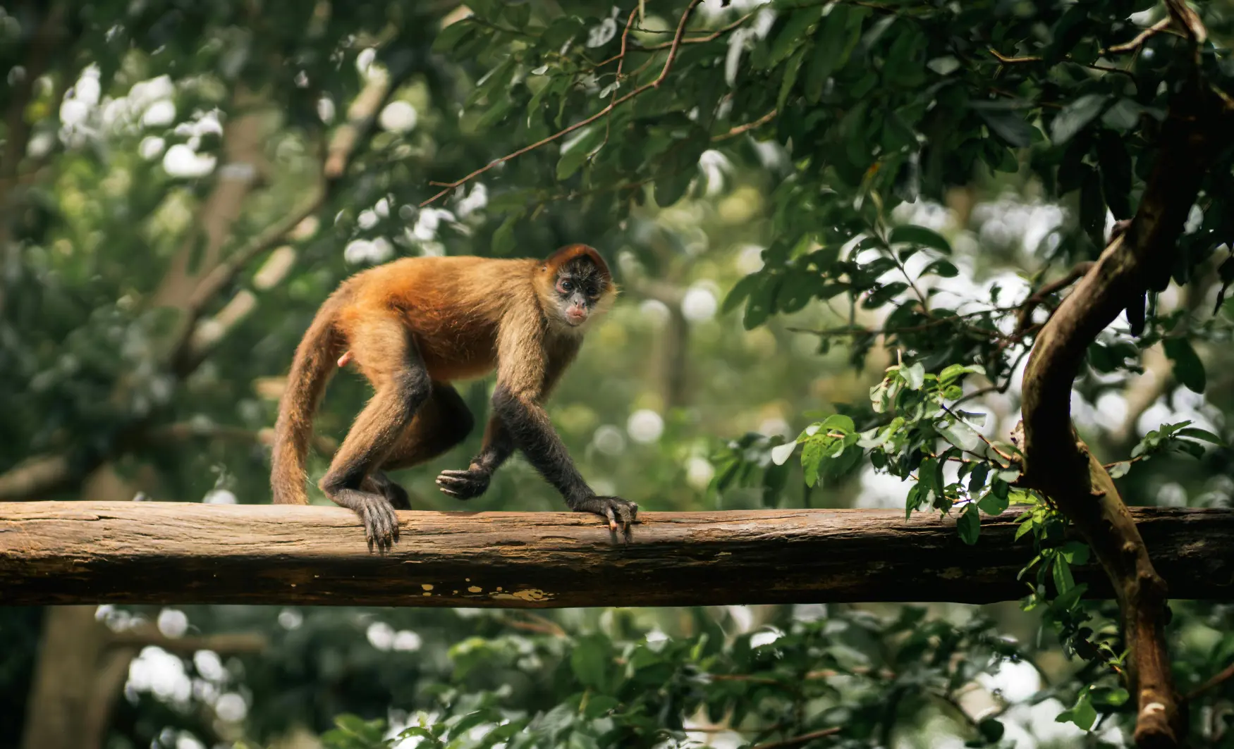 Costa Rica en familia