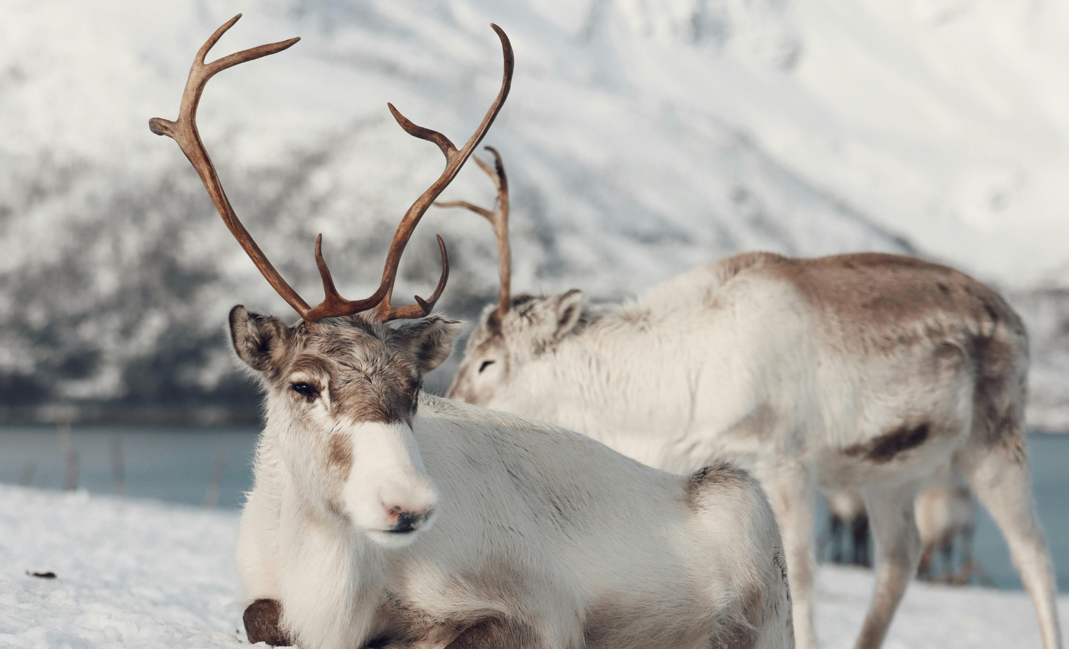 viaje organizado a Noruega, viatge organitzat a Noruega