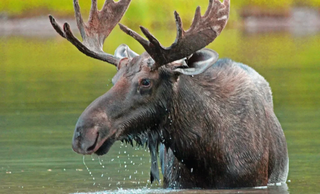 viatge d'aventura a Alaska, viaje de aventura a Alaska