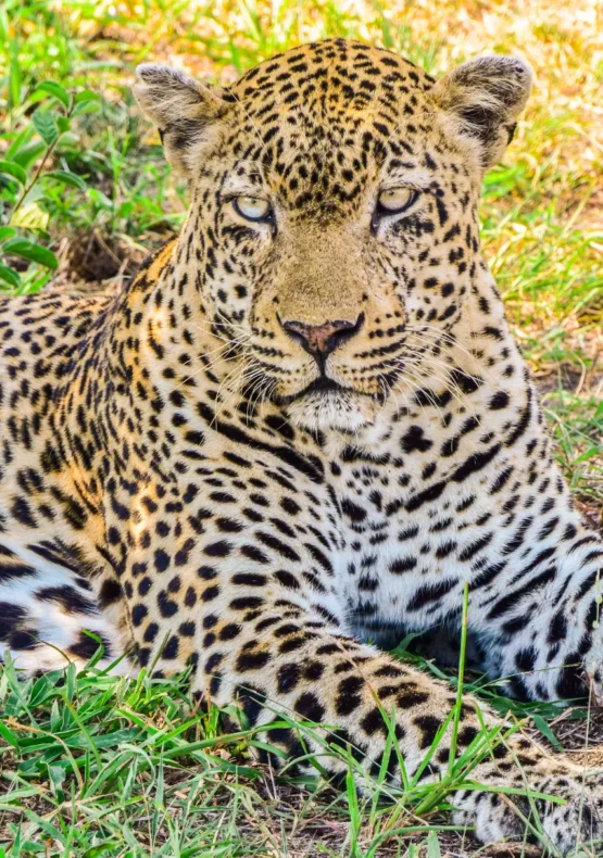 Viatge organitzat a Sudàfrica, viaje organizado a Sudáfrica
