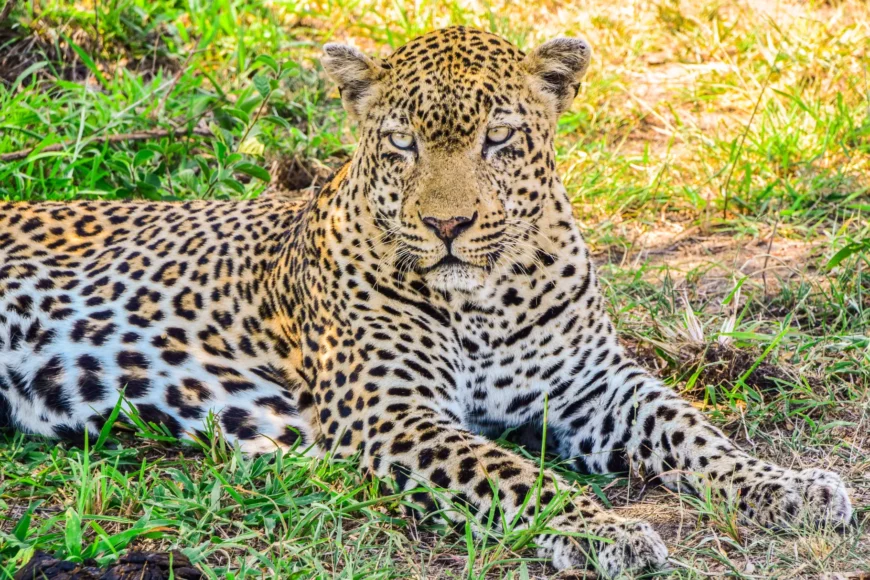 Viatge organitzat a Sudàfrica, viaje organizado a Sudáfrica