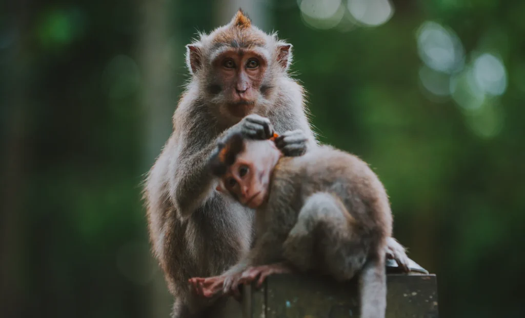 viatge a Bali a mida, viaje a Bali a medida