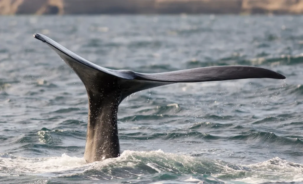 viatge en família a l'Argentina, viaje en familia a Argentina
